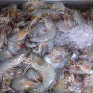 HEADON FRESH 21-25 - NON-INVENTORY 10X5